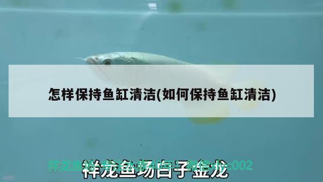 怎樣保持魚缸清潔(如何保持魚缸清潔)