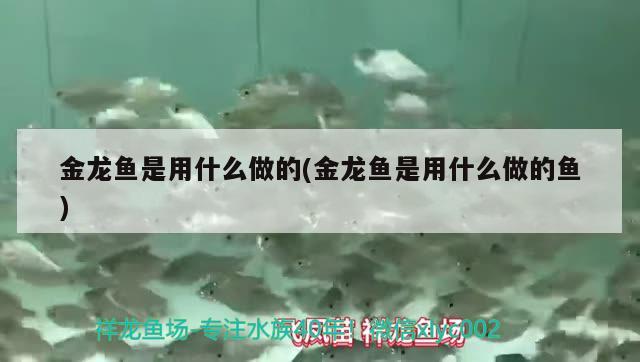 金龍魚是用什么做的(金龍魚是用什么做的魚) 龍魚百科