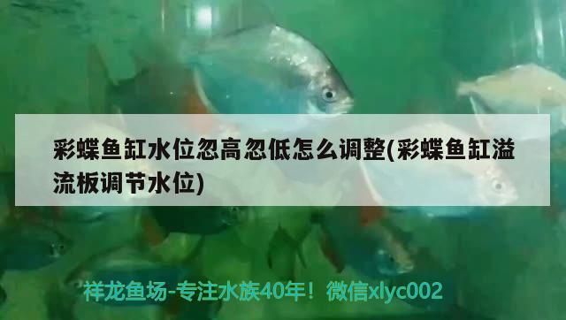 彩蝶魚缸水位忽高忽低怎么調(diào)整(彩蝶魚缸溢流板調(diào)節(jié)水位) 白子黑帝王魟魚