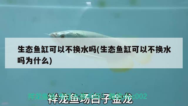 黃龍魚能和什么魚混養(yǎng)一起(黃龍魚能和什么魚混養(yǎng)一起) 一眉道人魚 第3張