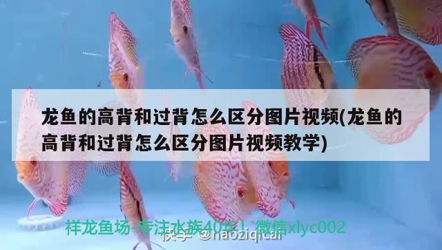 龍魚的高背和過背怎么區(qū)分圖片視頻(龍魚的高背和過背怎么區(qū)分圖片視頻教學(xué)) 白化火箭魚