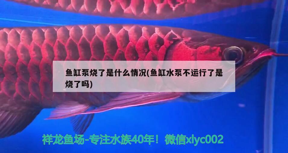 魚缸泵燒了是什么情況(魚缸水泵不運行了是燒了嗎)