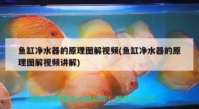 魚缸凈水器的原理圖解視頻(魚缸凈水器的原理圖解視頻講解)