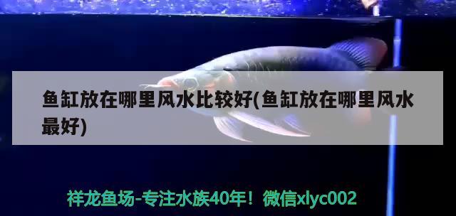 賀州魚(yú)缸定制廠家聯(lián)系方式大全（賀州哪里有魚(yú)苗賣） 野生地圖魚(yú)