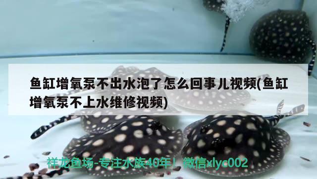 魚缸增氧泵不出水泡了怎么回事兒視頻(魚缸增氧泵不上水維修視頻) 龍魚芯片掃碼器