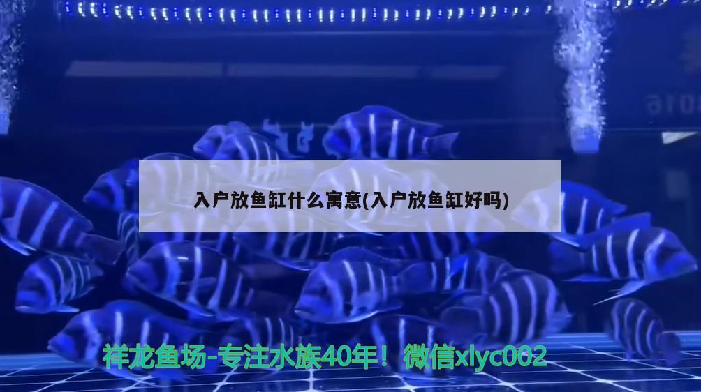 入戶放魚缸什么寓意(入戶放魚缸好嗎) 粗線銀版魚