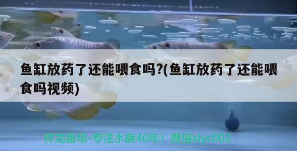 魚缸放藥了還能喂食嗎?(魚缸放藥了還能喂食嗎視頻) 觀賞魚批發(fā)