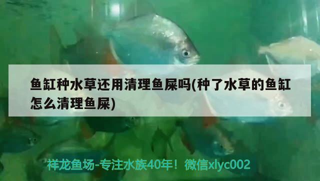 虎斑恐龍魚(yú)兇猛嗎圖片欣賞（龍虎斑是什么魚(yú)） 虎魚(yú)百科 第2張