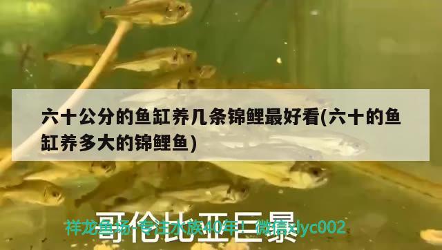 魚缸氧氣泵能用多久：魚缸氧氣泵能用幾年 廣州水族批發(fā)市場 第3張