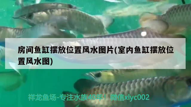 房間魚缸擺放位置風水圖片(室內魚缸擺放位置風水圖) 魚缸風水