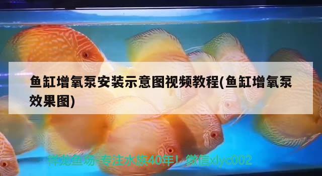 魚缸增氧泵安裝示意圖視頻教程(魚缸增氧泵效果圖)