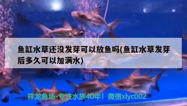 箭魚怎么做好吃箭魚有什么營養(yǎng)價值，箭魚怎么做好吃、箭魚怎么做好吃、箭魚有什么營養(yǎng)價值