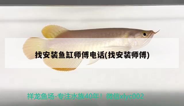 年前新近的一條小魚