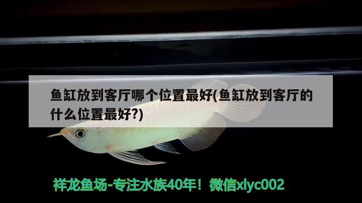 魚缸放到客廳哪個(gè)位置最好(魚缸放到客廳的什么位置最好?)