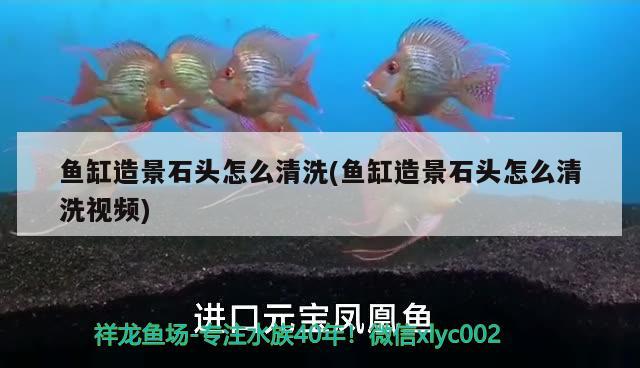 虎斑恐龍魚飼養(yǎng)方法視頻播放教程（虎斑恐龍怎么養(yǎng)） 虎魚百科 第2張