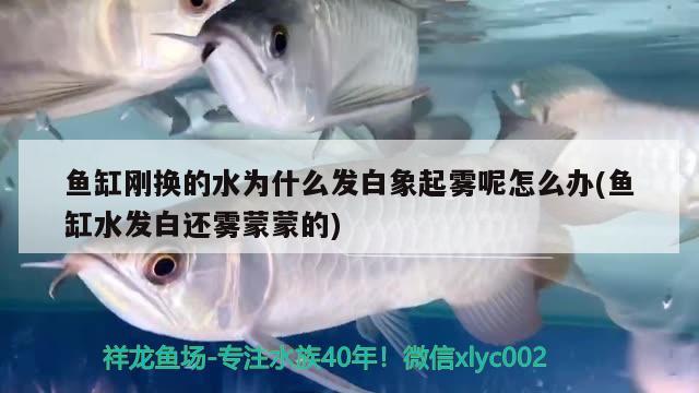 魚缸剛換的水為什么發(fā)白象起霧呢怎么辦(魚缸水發(fā)白還霧蒙蒙的) 泰龐海鰱魚