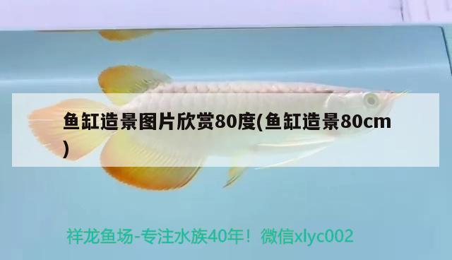 魚缸造景圖片欣賞80度(魚缸造景80cm) 斯維尼關(guān)刀魚