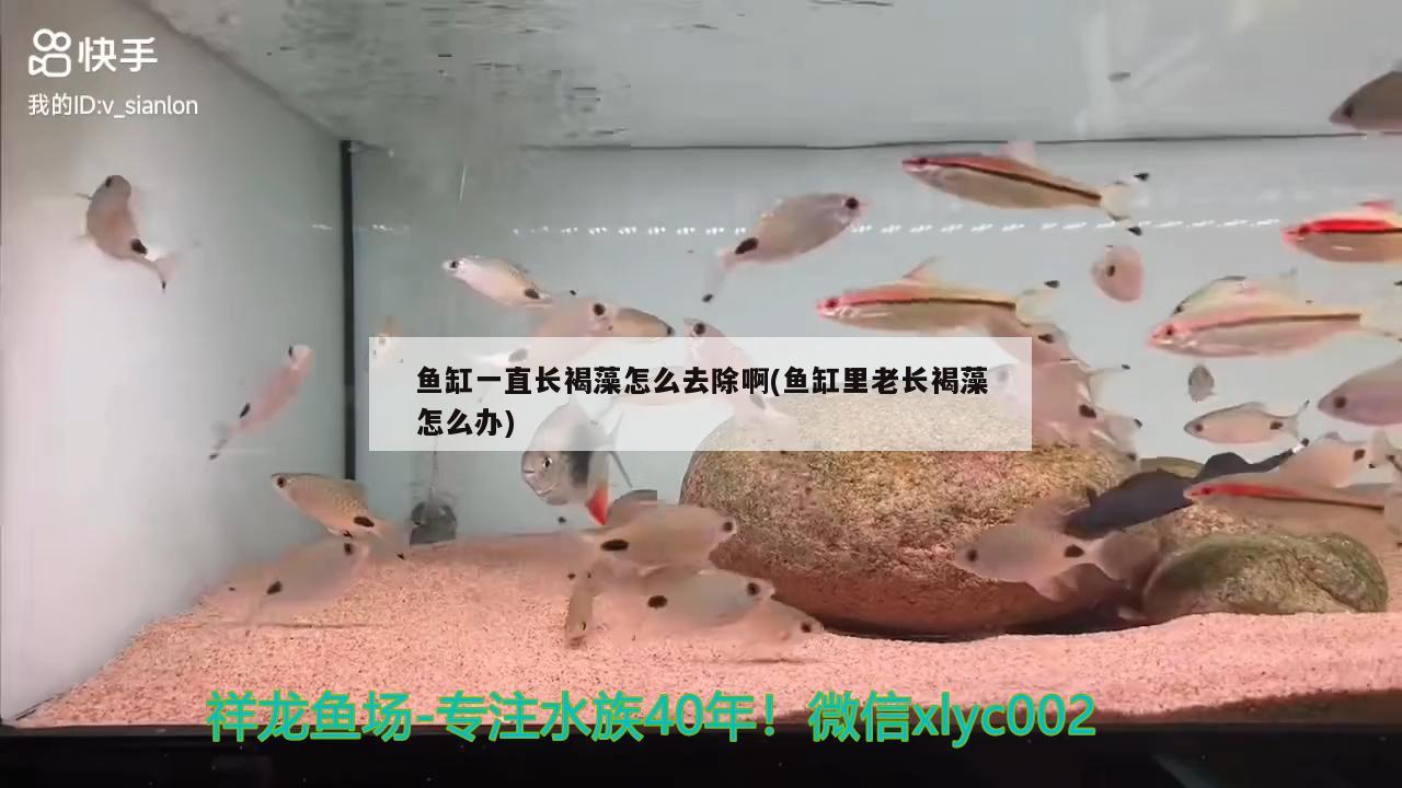 魚缸一直長褐藻怎么去除啊(魚缸里老長褐藻怎么辦)