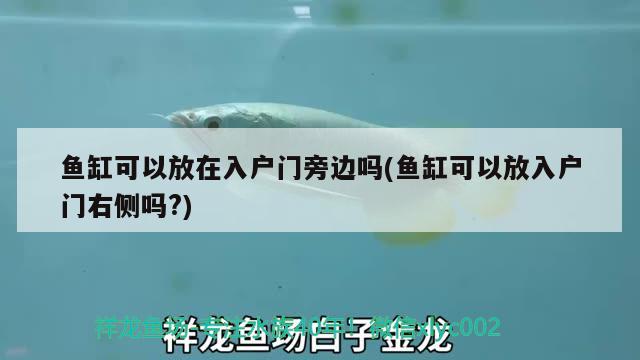 魚(yú)缸可以放在入戶門(mén)旁邊嗎(魚(yú)缸可以放入戶門(mén)右側(cè)嗎?) 大白鯊魚(yú)