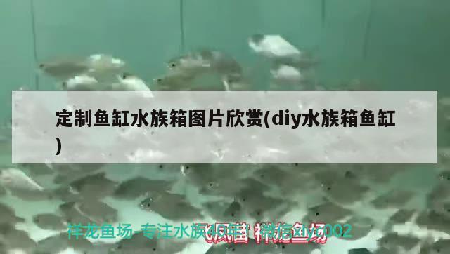 定制魚缸水族箱圖片欣賞(diy水族箱魚缸) 魚缸/水族箱