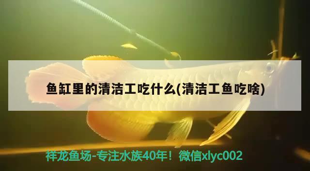 魚缸里的清潔工吃什么(清潔工魚吃啥) 豹紋夫魚苗