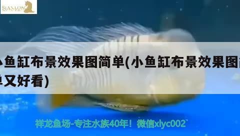 小魚缸布景效果圖簡單(小魚缸布景效果圖簡單又好看) 祥龍傳奇品牌魚缸