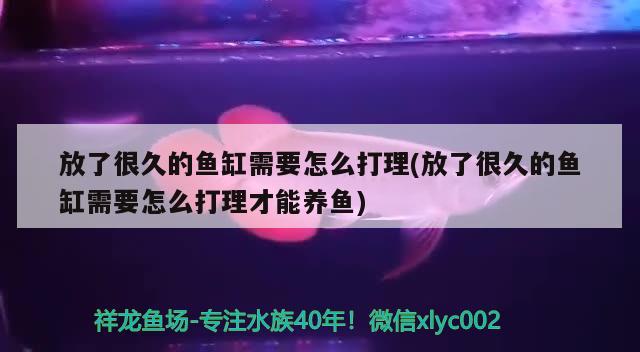 放了很久的魚缸需要怎么打理(放了很久的魚缸需要怎么打理才能養(yǎng)魚) 狗頭魚