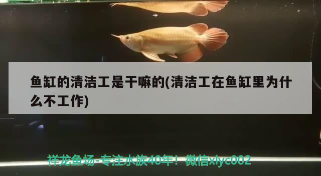 銅仁觀賞魚市場戰(zhàn)斗民族斑馬貝 觀賞魚市場（混養(yǎng)魚） 第3張