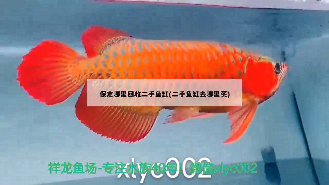 保定哪里回收二手魚缸(二手魚缸去哪里買) 紅眼黃化幽靈火箭魚|皇家火箭魚 第1張