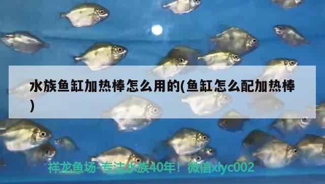 水族魚缸加熱棒怎么用的(魚缸怎么配加熱棒) 三間鼠魚苗