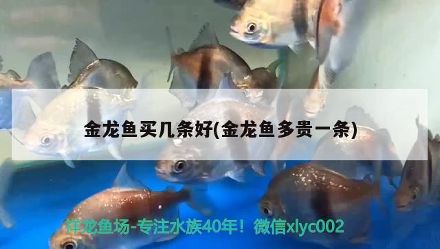 金龍魚買幾條好(金龍魚多貴一條)