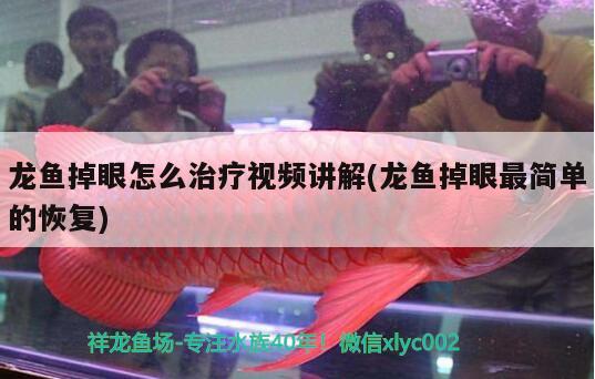 龍魚掉眼怎么治療視頻講解(龍魚掉眼最簡(jiǎn)單的恢復(fù))