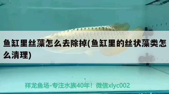 大嘴鯨魚吃恐龍魚 大嘴鯨吃龍魚視頻 網(wǎng)上購買觀賞魚 第2張