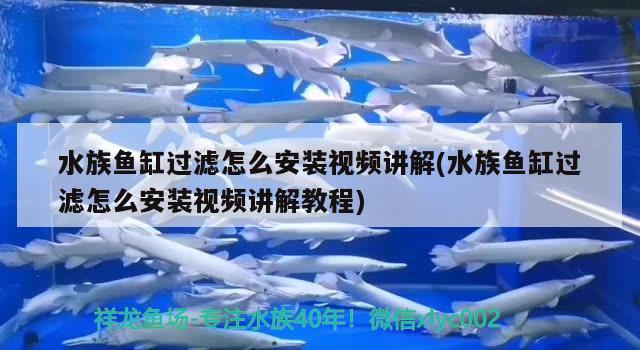 魚缸里放維生素c多長時間有效(魚缸放維生素c注意事項) 圖騰金龍魚