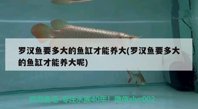 羅漢魚要多大的魚缸才能養(yǎng)大(羅漢魚要多大的魚缸才能養(yǎng)大呢) 羅漢魚