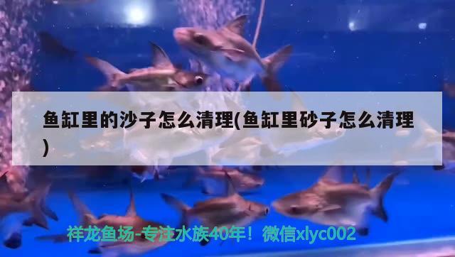 貴州的民族風(fēng)俗有哪些？，貴州民族音樂(lè)舞蹈主要有什么特點(diǎn)對(duì)應(yīng)的高音聲部信息 泰國(guó)斗魚 第1張