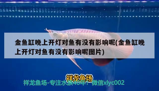 比特犬咬死藏獒：比特犬咬死藏獒全部視頻