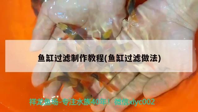 魚缸過濾制作教程(魚缸過濾做法) 皇冠黑白魟魚