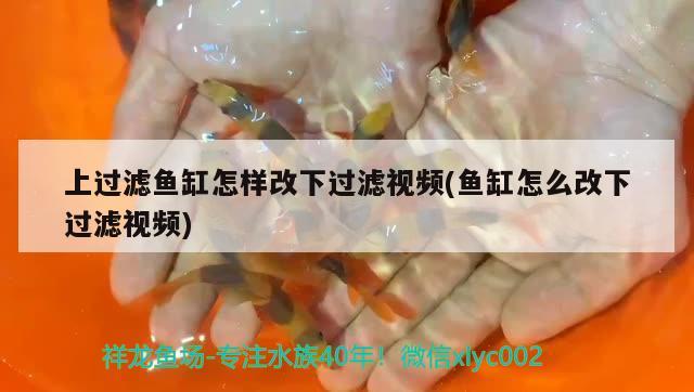 蚌埠水族館它來(lái)了它來(lái)了巴卡雷龍