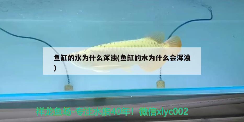 魚缸的水為什么渾濁(魚缸的水為什么會(huì)渾濁)