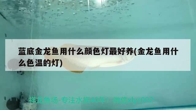 藍(lán)底金龍魚用什么顏色燈最好養(yǎng)(金龍魚用什么色溫的燈) 龍魚百科