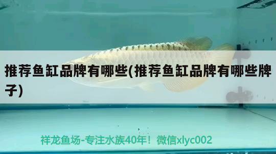 推薦魚缸品牌有哪些(推薦魚缸品牌有哪些牌子) 金頭過背金龍魚