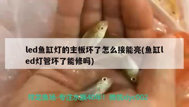 led魚缸燈的主板壞了怎么接能亮(魚缸led燈管壞了能修嗎) 黃金夢(mèng)幻雷龍魚