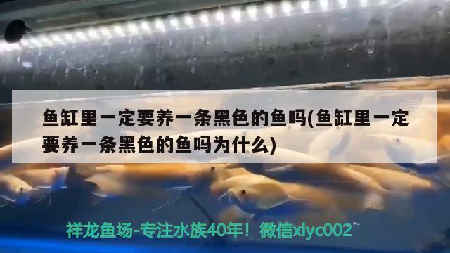 魚缸里一定要養(yǎng)一條黑色的魚嗎(魚缸里一定要養(yǎng)一條黑色的魚嗎為什么)