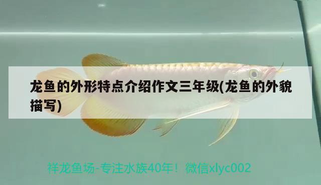 前輩幫我看看咋樣？ 水族用品 第2張