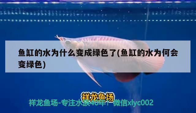 養(yǎng)亞洲巨龜一只算犯法嗎 魚缸/水族箱 第1張