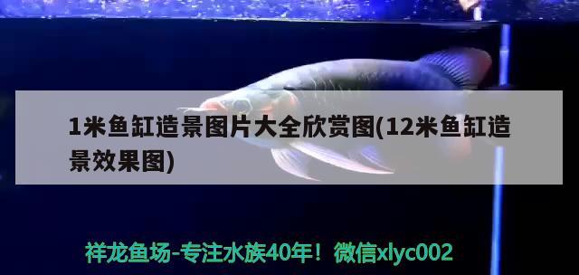 1米魚缸造景圖片大全欣賞圖(12米魚缸造景效果圖) 熱帶魚魚苗批發(fā)