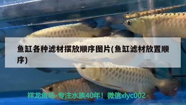 魚缸各種濾材擺放順序圖片(魚缸濾材放置順序) 潛水泵