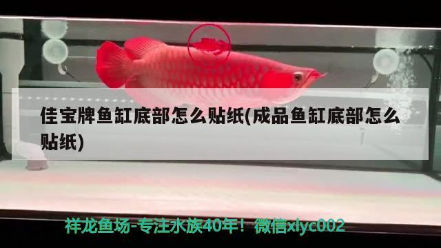 魚(yú)缸ph值低了怎么調(diào)高(魚(yú)缸ph值低了怎么調(diào)高水溫) 鴨嘴鯊魚(yú)