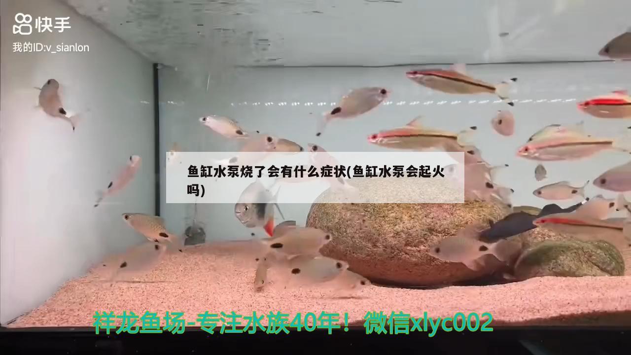 魚缸水泵燒了會(huì)有什么癥狀(魚缸水泵會(huì)起火嗎) 魚缸水泵